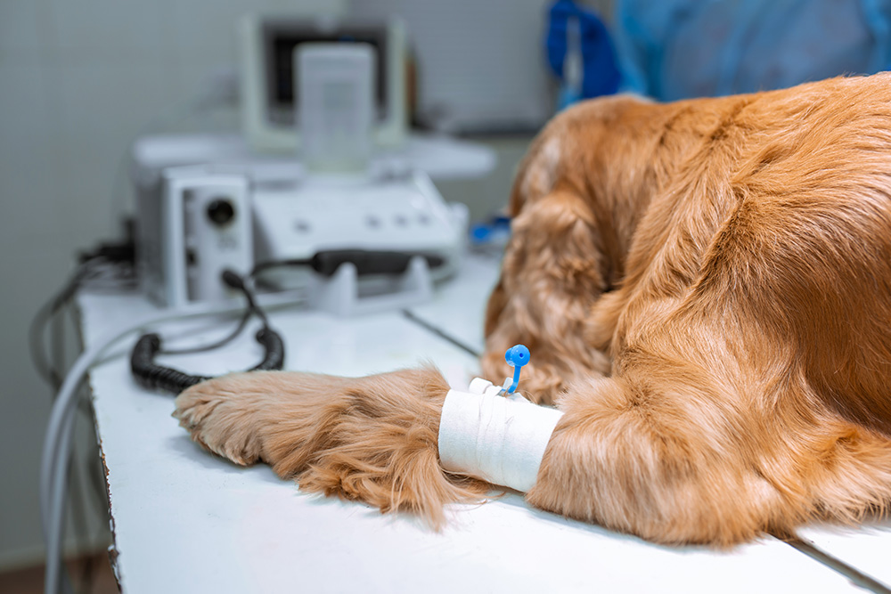 Anesthetized dog on a veterinary clinic table during a surgical procedure