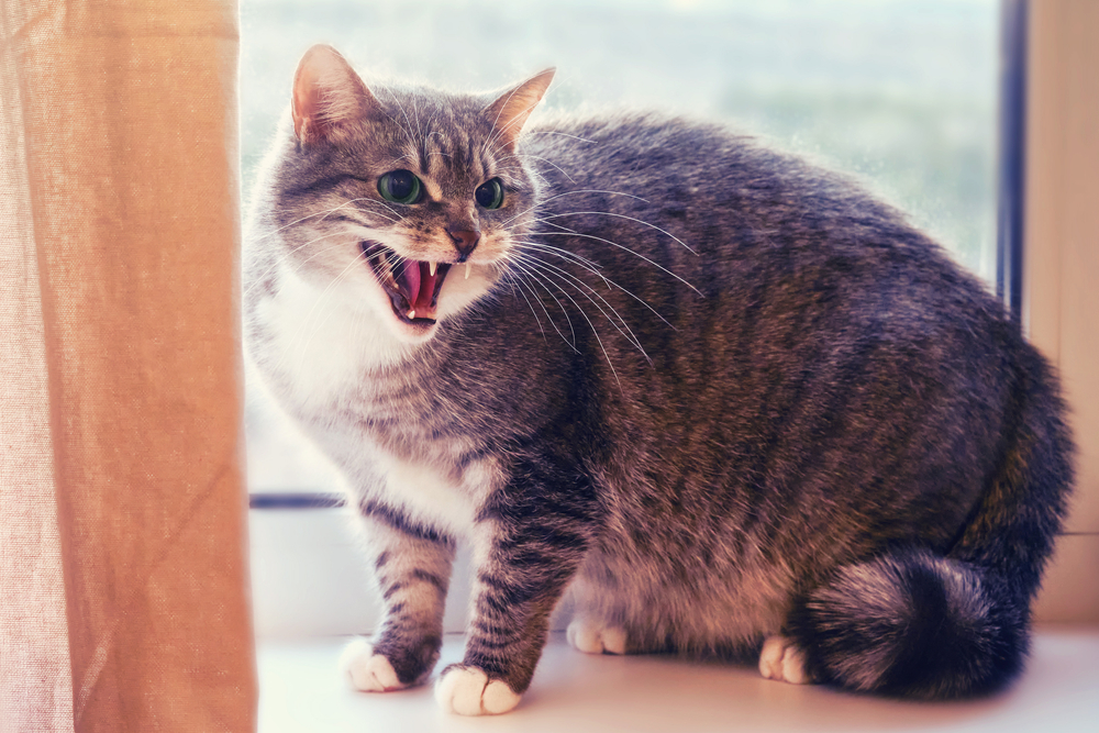 Frightened cat hissing on a windowsill, illustrating feline fear and aggressive behavior in pets