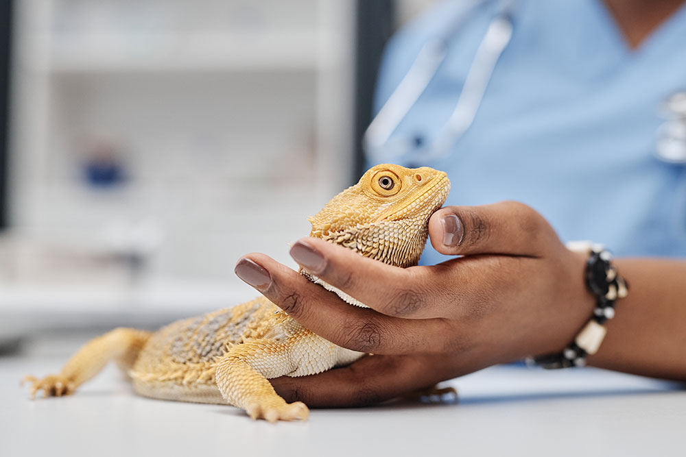 Bearded dragon being examined at a veterinary clinic, representing exotic reptile pet care