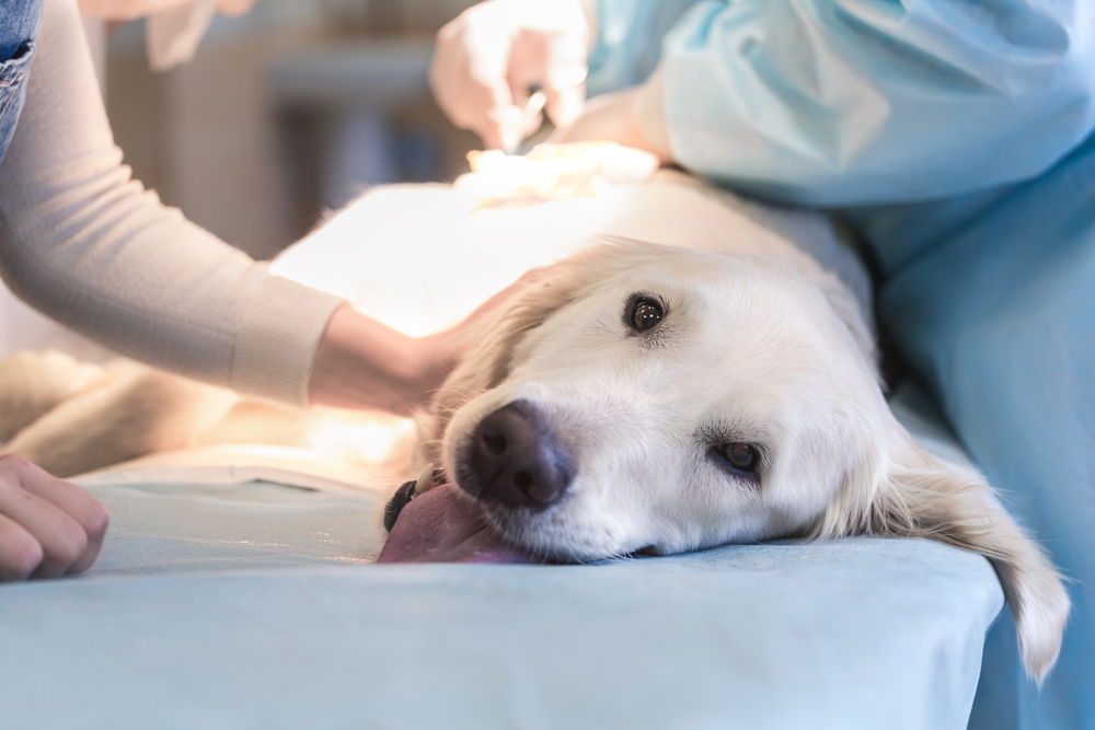 Calm and brave dog sitting patiently during a veterinary visit and examination