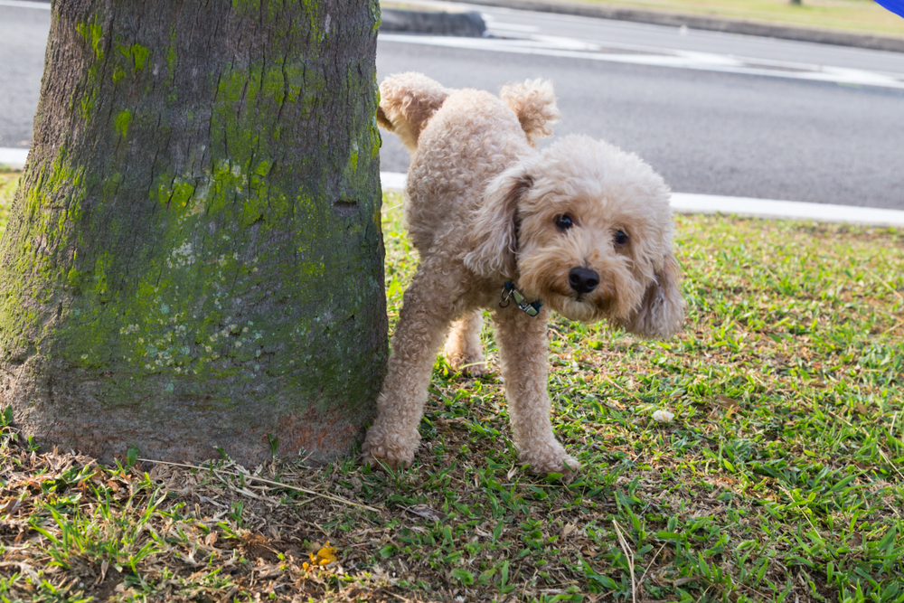 Male poodle urinating on a tree trunk outdoors, illustrating canine urinary behavior