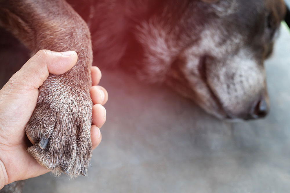 Caring human hand gently holding a dog's paw, symbolizing compassionate veterinary care