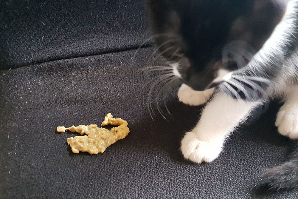 Cat vomit on a chair, a common sign of feline digestive issues needing veterinary evaluation