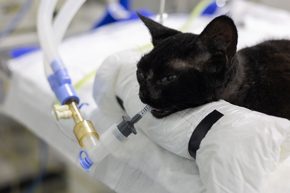 Cat under anesthesia during surgical procedure at a veterinary clinic