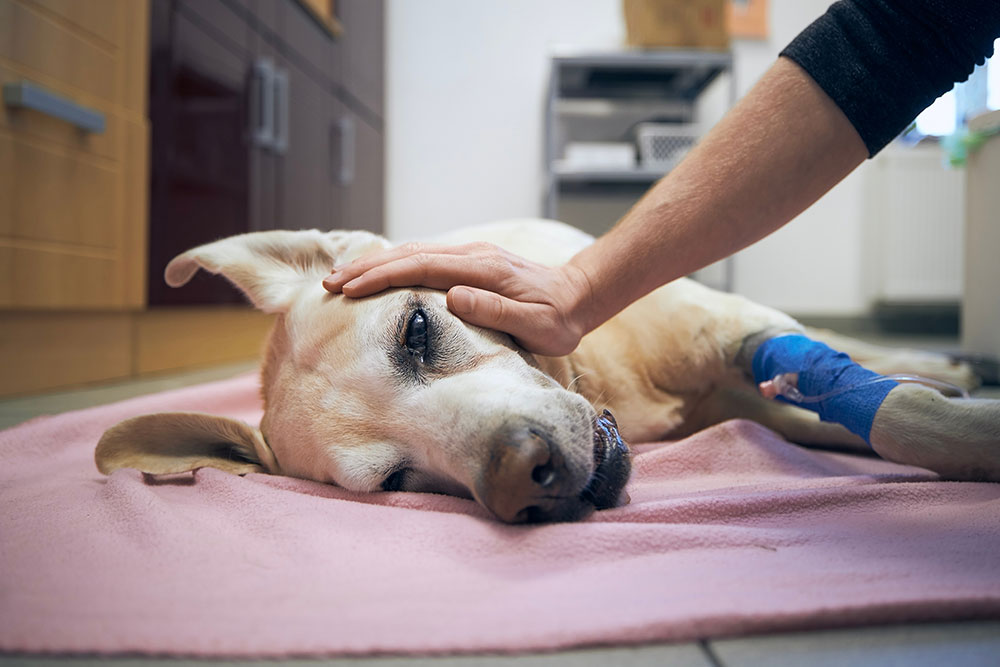 Owner comforting a sick dog during post-veterinary recovery at home