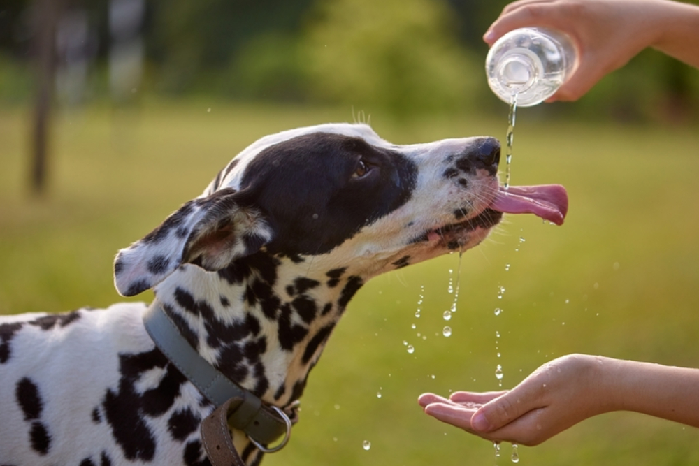 Dog drinking water from a bowl outdoors, highlighting pet hydration and warm-weather health care