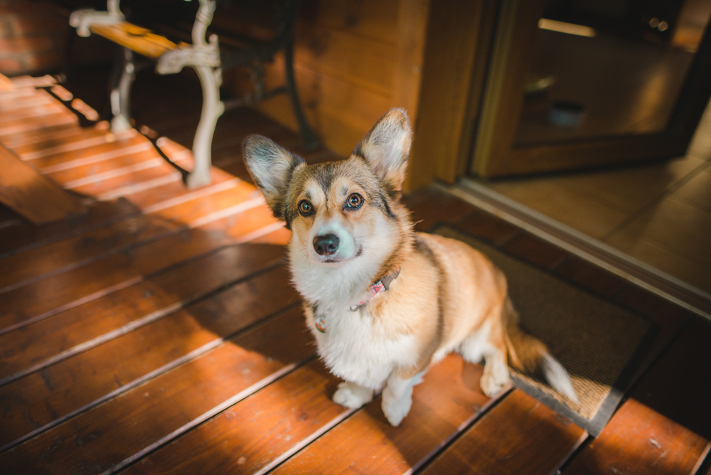 Welsh Corgi Pembroke limping with one leg raised, showing signs of lameness needing veterinary care
