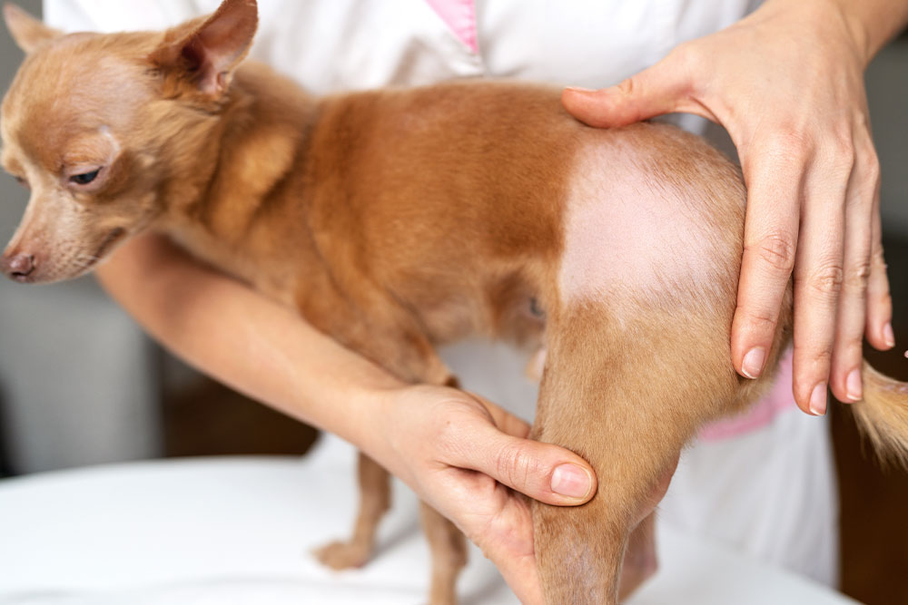 A veterinarian's hands examine a large, circular bald patch on the hind leg of a small brown dog.
