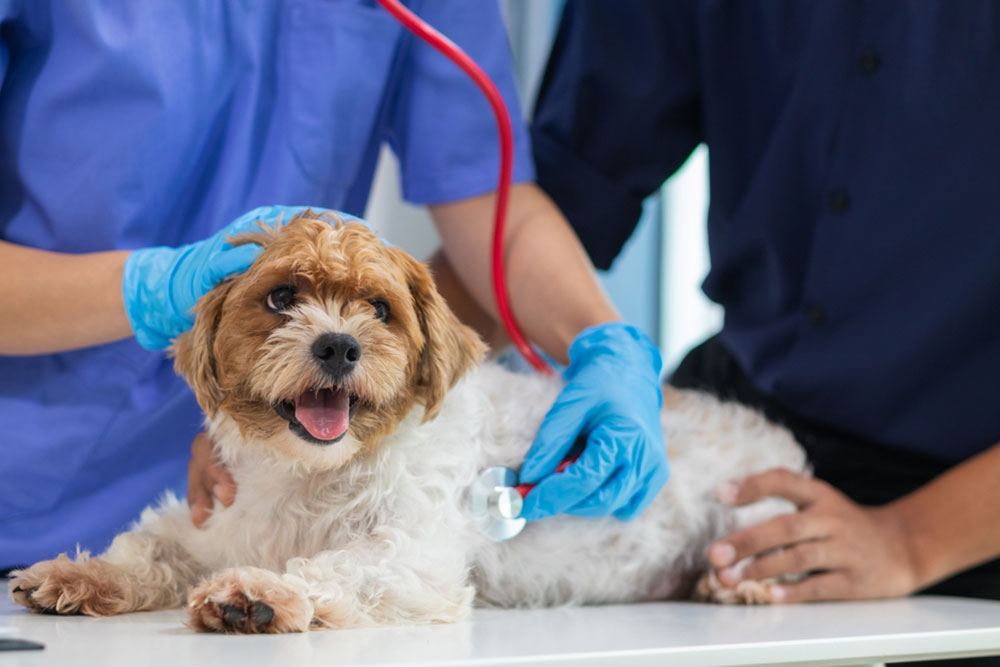 Small fluffy dog lying on an exam table while veterinary staff use a stethoscope during a health check.