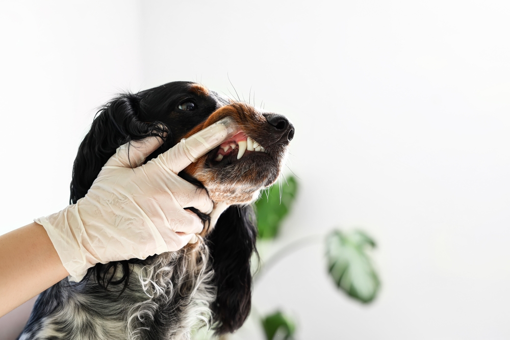 A person wearing a white glove and a finger toothbrush to examine the teeth and gums of a black and tan dog.