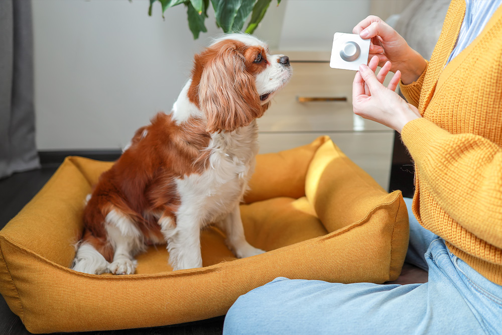 Dog resting in bed while owner holds a pill, illustrating at-home pet medication