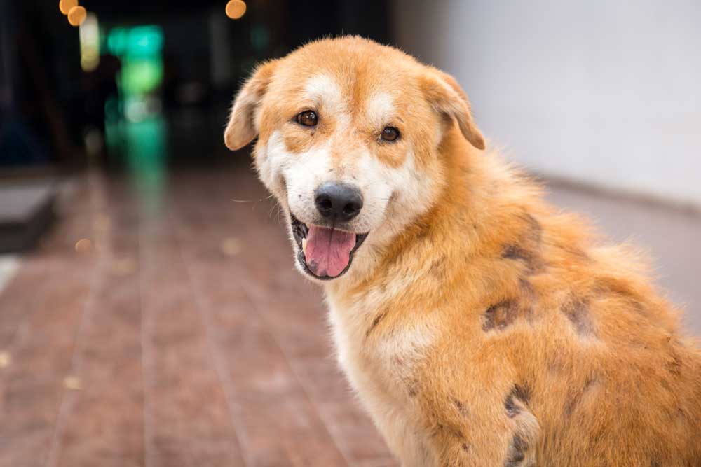 Medium-sized light brown and white dog standing on a tiled floor with patches of missing fur on its back, suggesting possible skin issues or healing wounds.
