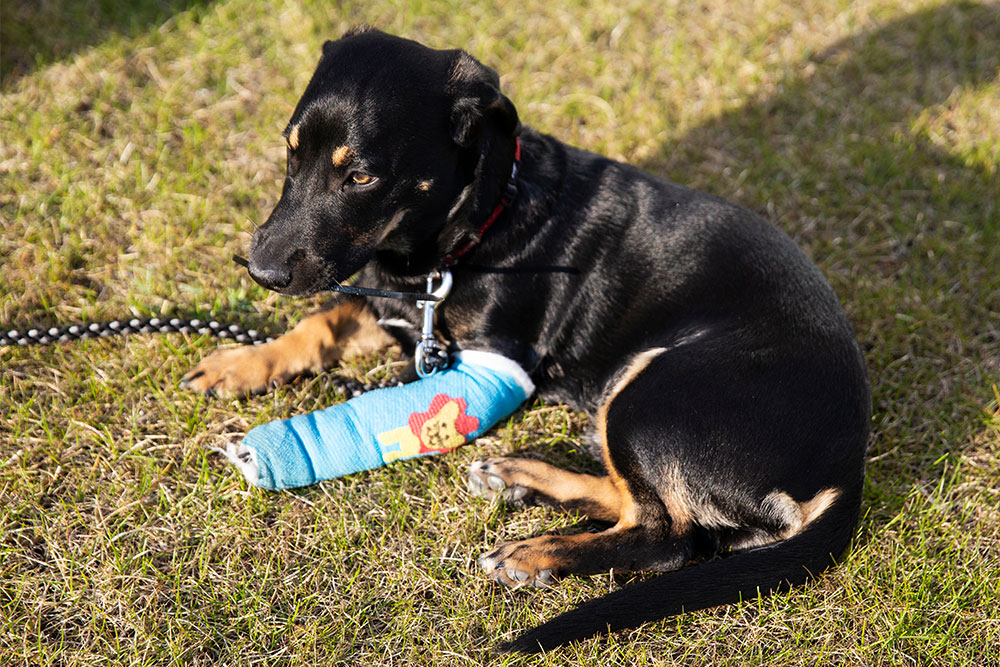 A high-angle shot of a small black and tan dog resting on a grassy lawn outdoors, wearing a bright blue cast wrapped around its front left leg featuring a small yellow cartoon illustration.