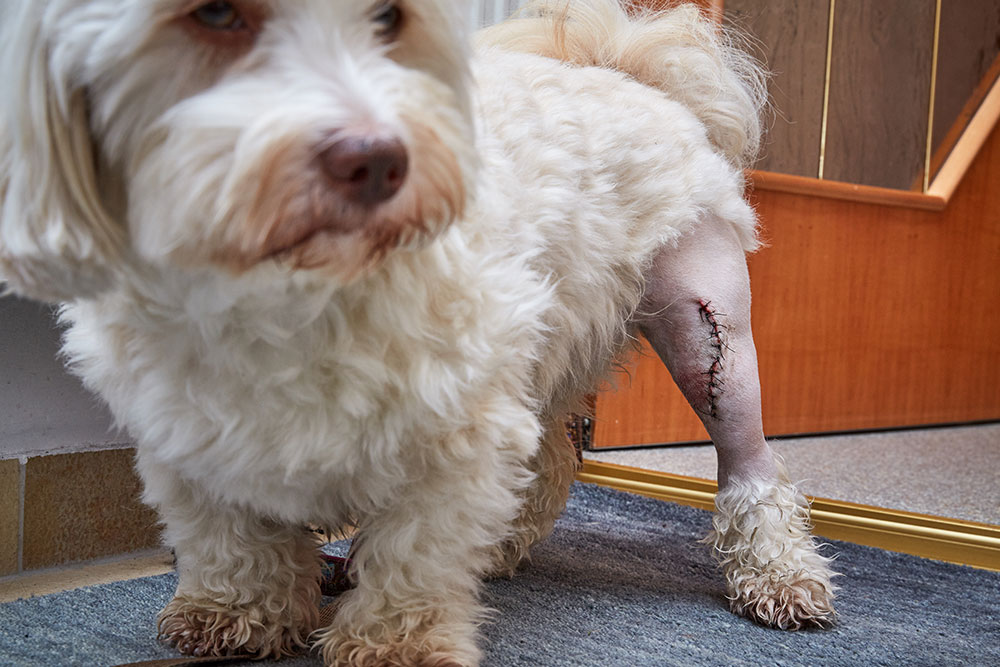 Dog with stitched leg wound receiving post-surgical care at Creature Comforts Veterinary Service