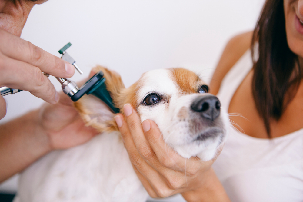 Dog being examined for an ear infection at a veterinary clinic in Saylorsburg, PA