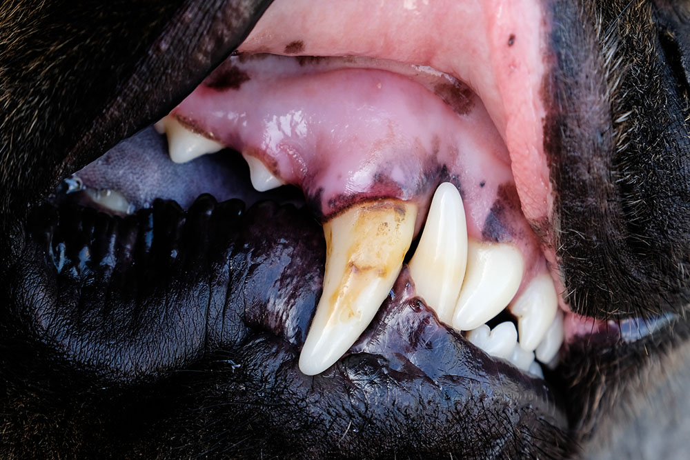 Close-up of a dog's teeth showing plaque and tartar buildup, highlighting dental disease