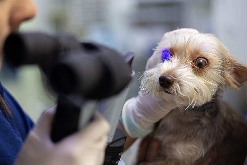 Veterinarian performing an eye exam on a dog to check for ocular health issues