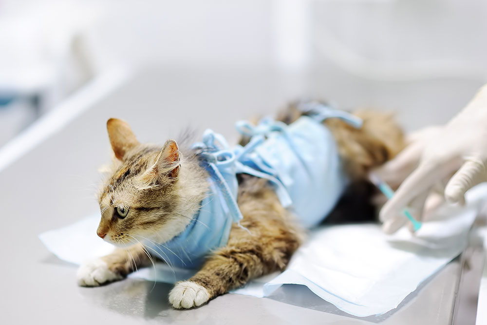 Cat recovering from a medical procedure at a veterinary clinic, resting comfortably