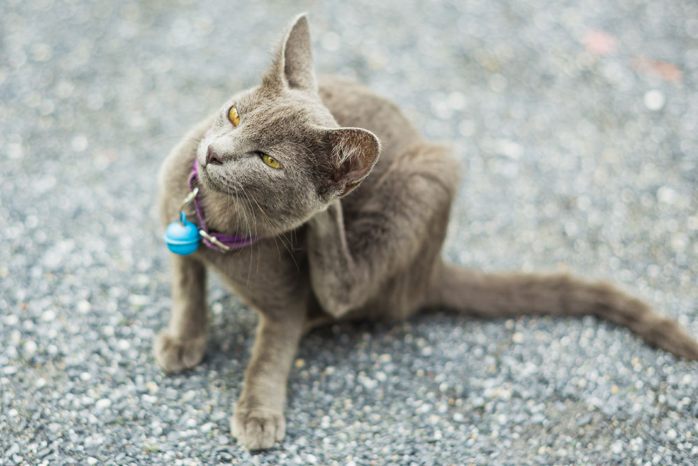 Grey cat scratching an itch, a common sign of skin irritation or allergies in felines