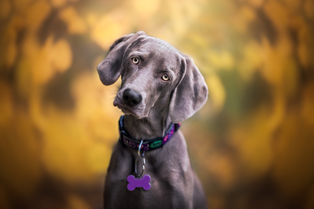 A Weimaraner dog with captivating light eyes and a purple bone-shaped tag tilting its head against a soft-focus golden autumn background.