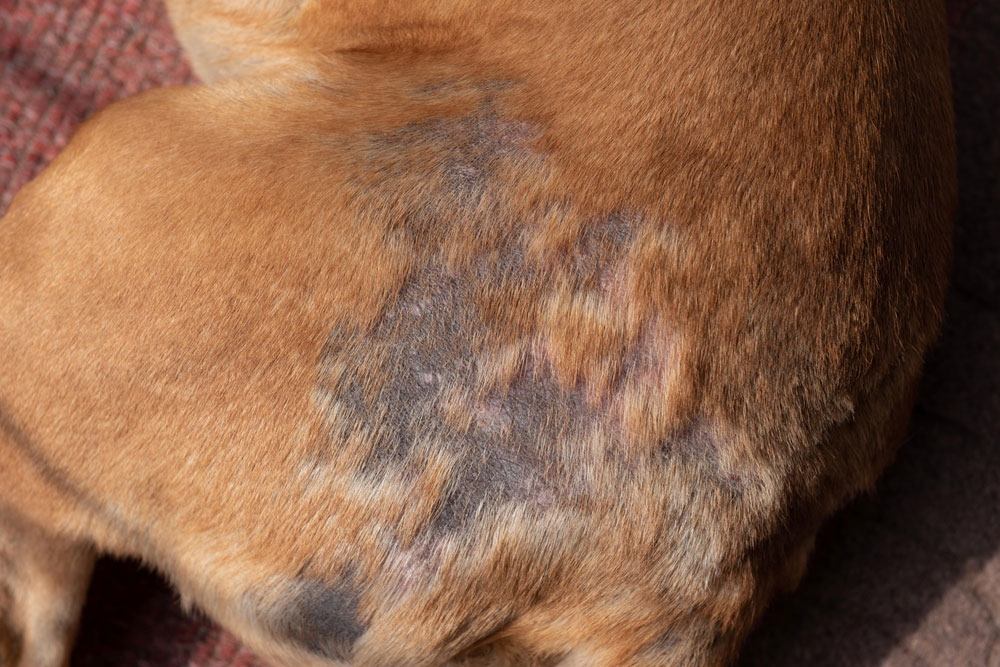 Dog showing visible hair loss on skin, a common condition treated at veterinary clinics
