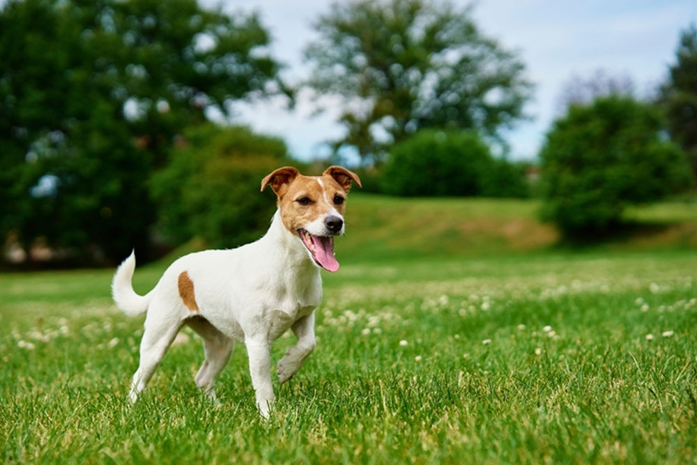 Happy Jack Russell Terrier playing outdoors — healthy, active dog enjoying time outside