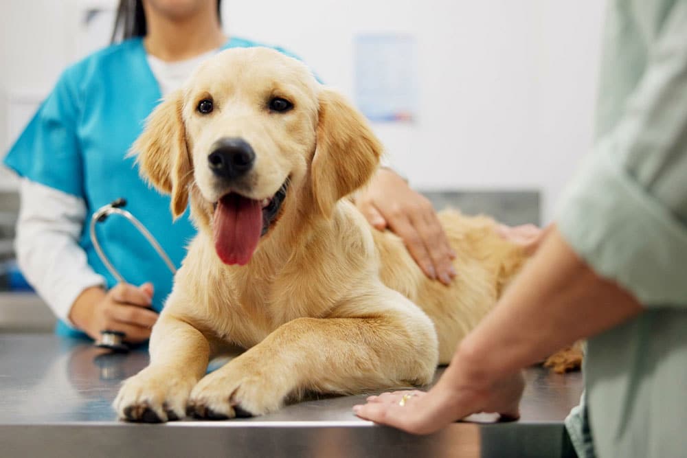Happy puppy sitting comfortably during a veterinary visit.