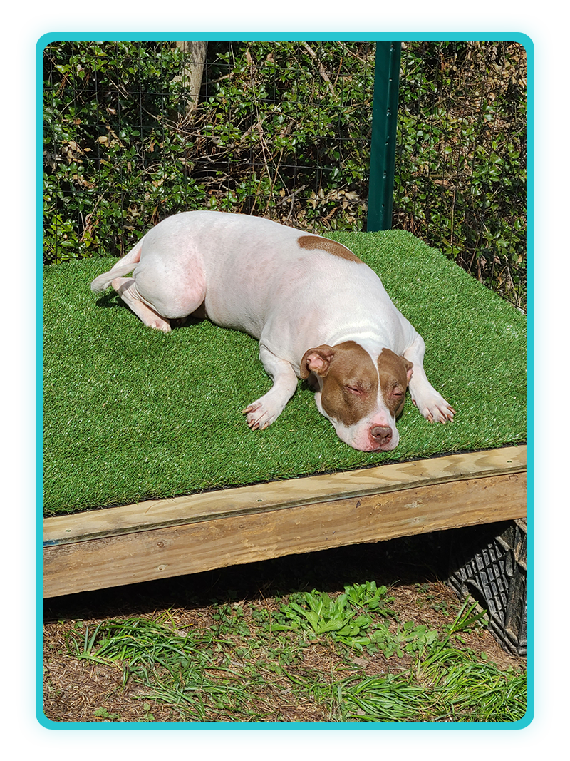 Right-side image from Creature Comforts Veterinary Service practice history, Saylorsburg PA
