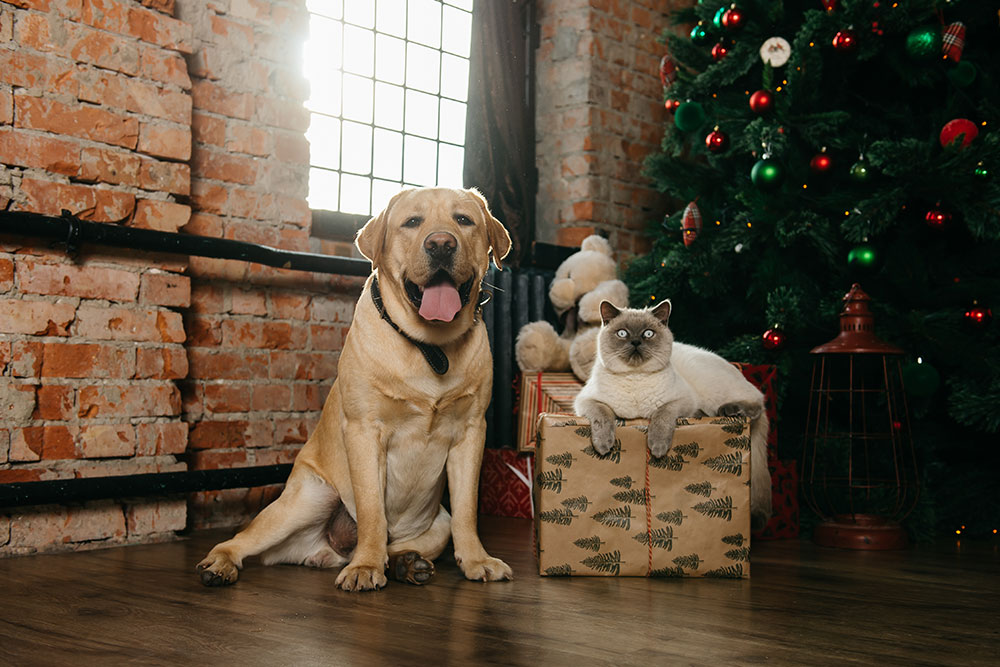 Holiday pets together — celebrating seasonal pet safety and veterinary wellness tips