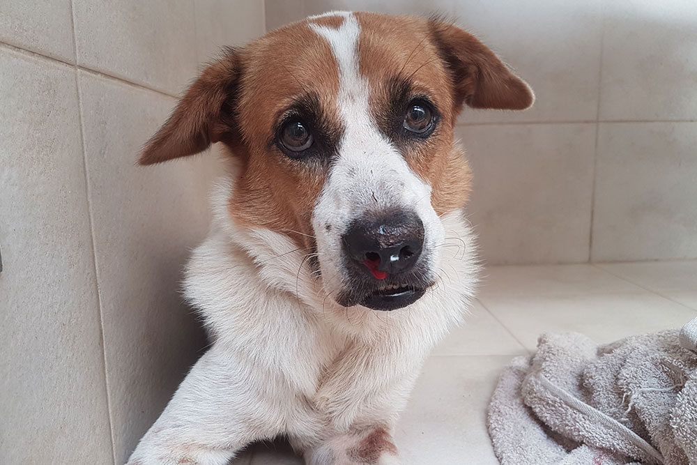 Injured dog receiving compassionate veterinary care and examination