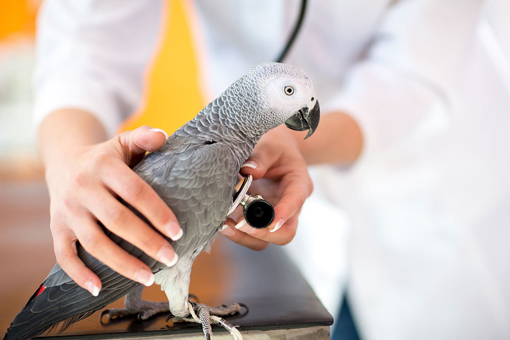Parrot receiving a health checkup from a veterinarian, demonstrating exotic bird veterinary care