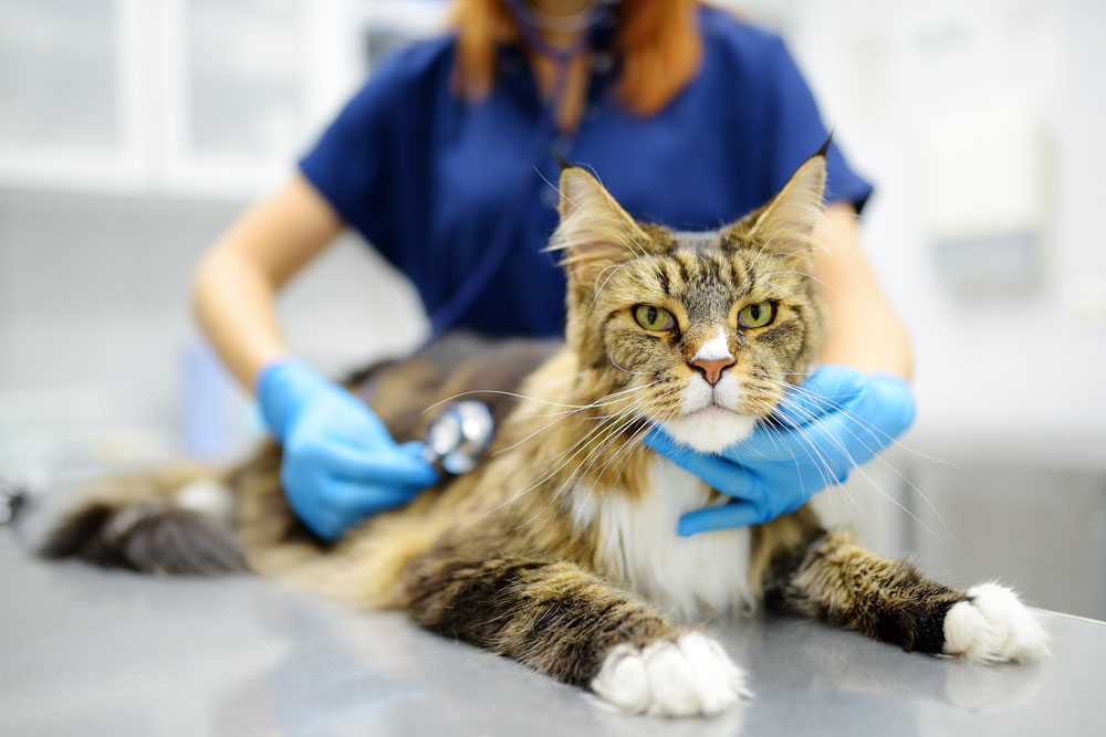 Veterinarian providing a thorough health examination as part of pet healthcare services