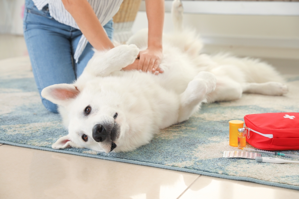 Woman performing first aid on her white dog at home — pet emergency care tips