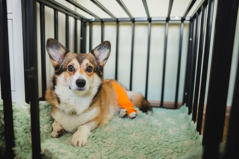 Pet receiving attentive post-surgery care and monitoring at a veterinary clinic