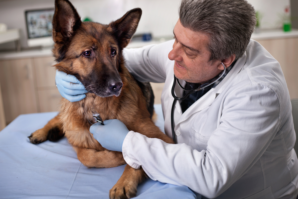 Young healthy pet receiving preventive care exam at a veterinary clinic