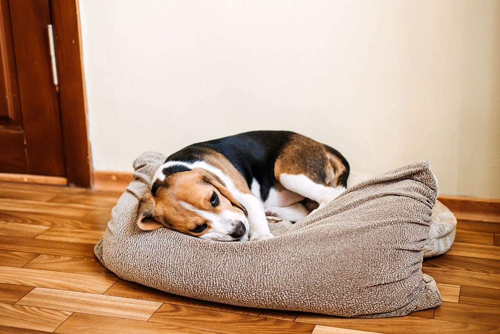 Sick puppy lying on a dog bed, showing signs of illness requiring veterinary attention