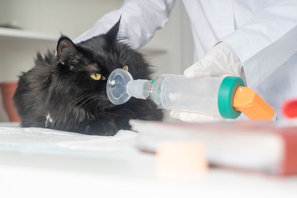 Cat receiving respiratory care treatment — feline breathing and veterinary health services