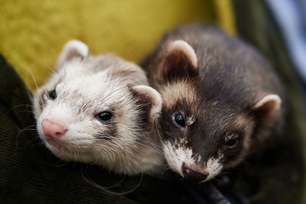 Two young ferrets, one light-colored and one dark, rest closely together while lying on a soft fabric surface, their faces touching as they look calmly ahead.