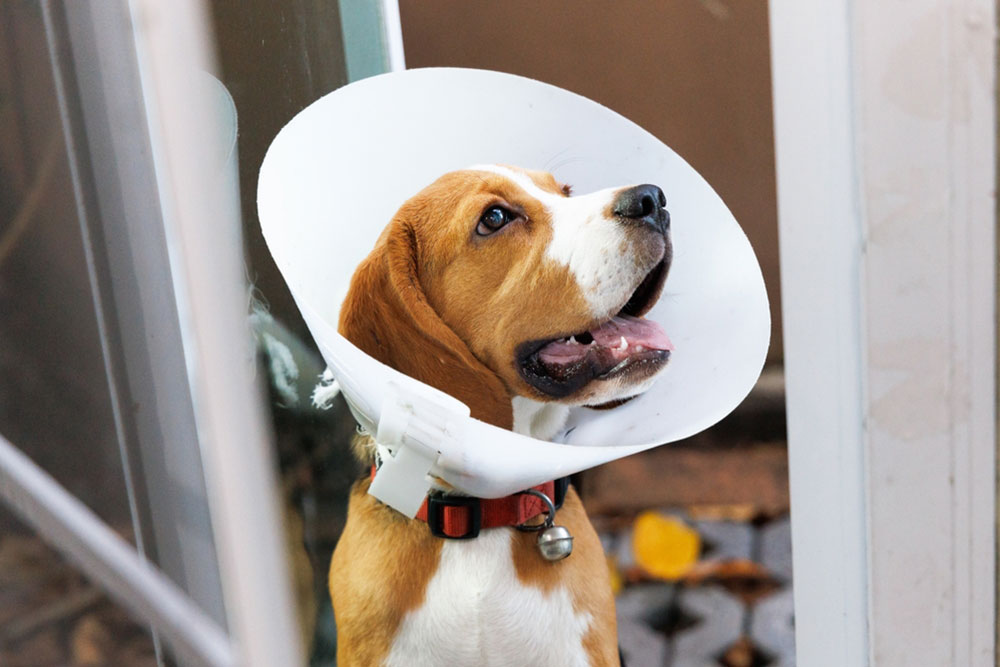 Dog resting and recovering at home following veterinary surgery