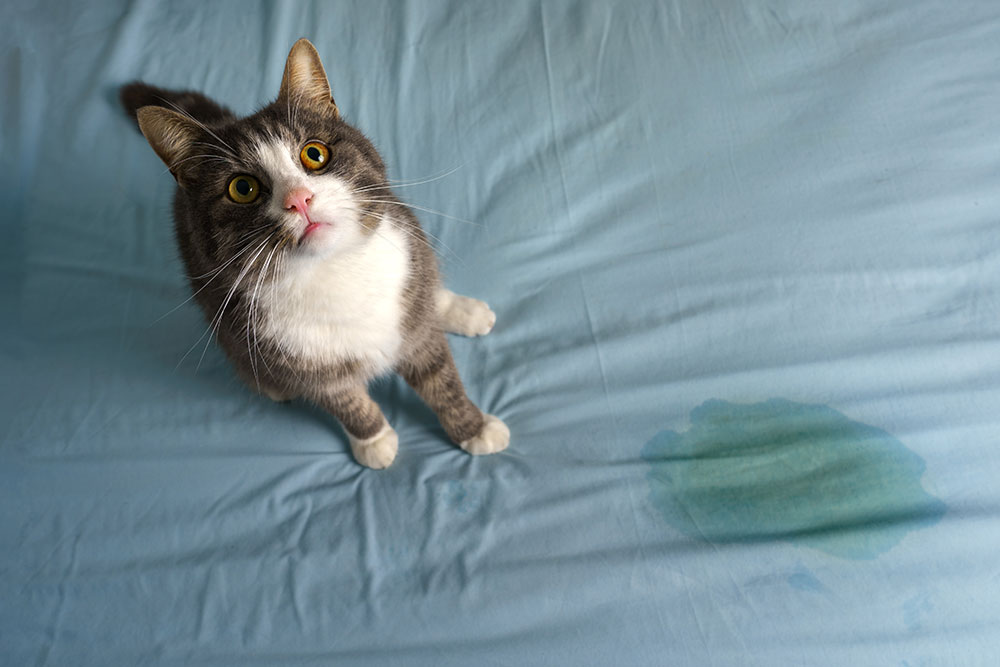 Surprised cat with wide eyes, capturing an expressive feline moment