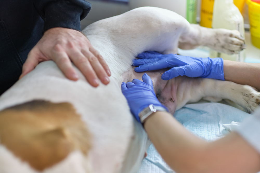 Veterinarian examining a dog's post-surgery sutures during a follow-up wellness visit