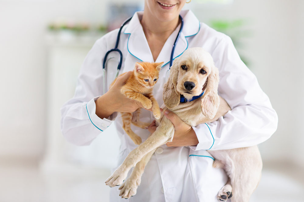 Veterinarian examining a dog and cat together during a wellness visit at an animal clinic