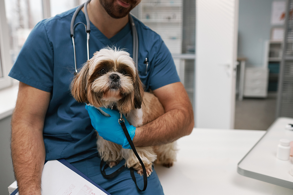 Veterinarian providing gentle care for a dog during a checkup at Creature Comforts Veterinary Service