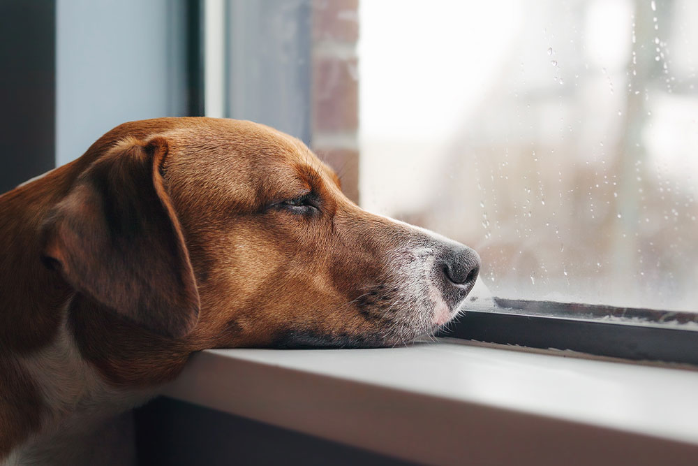 Pet waiting by a window, gazing outside with calm anticipation