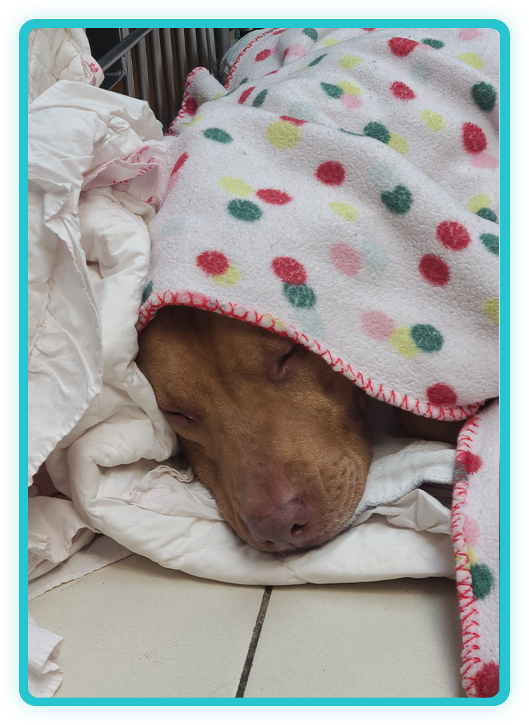 Veterinary alternative medicine treatment being administered to a pet at Creature Comforts Vet
