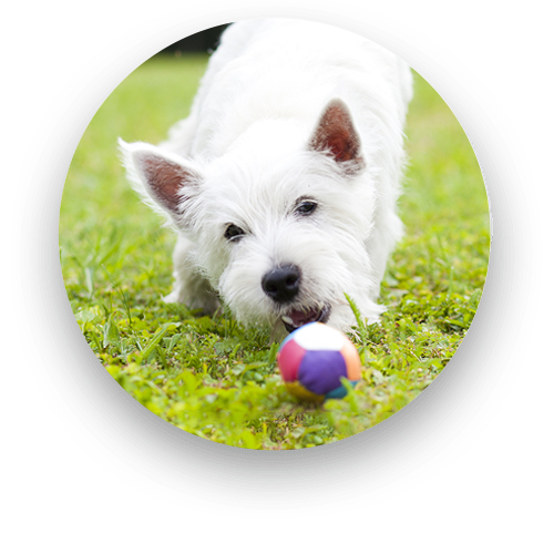 Alternative veterinary medicine treatment including holistic or rehabilitation therapy for pets in PA
