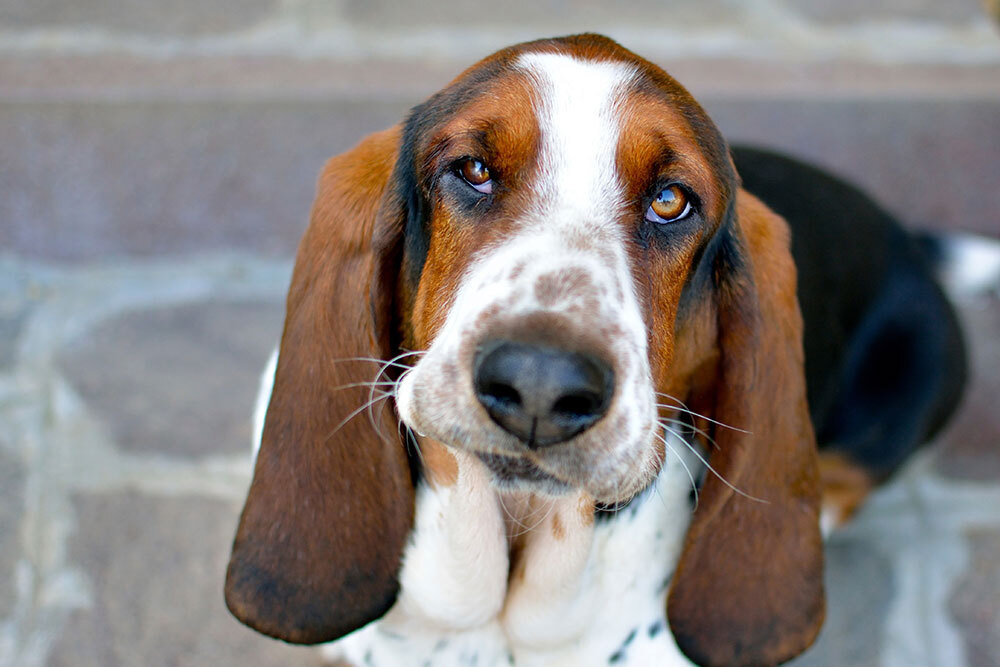 Close-up of a Basset Hound's face, representing dog veterinary care at Creature Comforts Vet