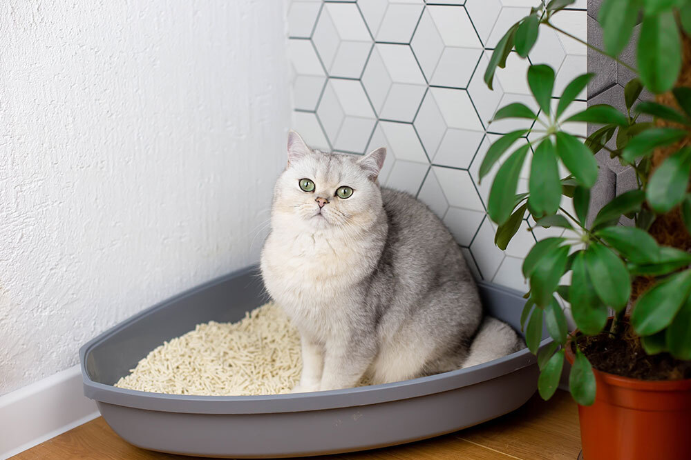 Silver-gray cat in a tidy litter box with fresh litter in a bright indoor space.