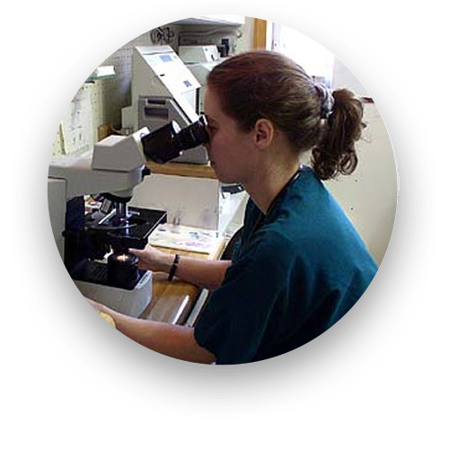 Veterinary diagnostic equipment used for pet health evaluation at Creature Comforts Veterinary Service in Saylorsburg, PA
