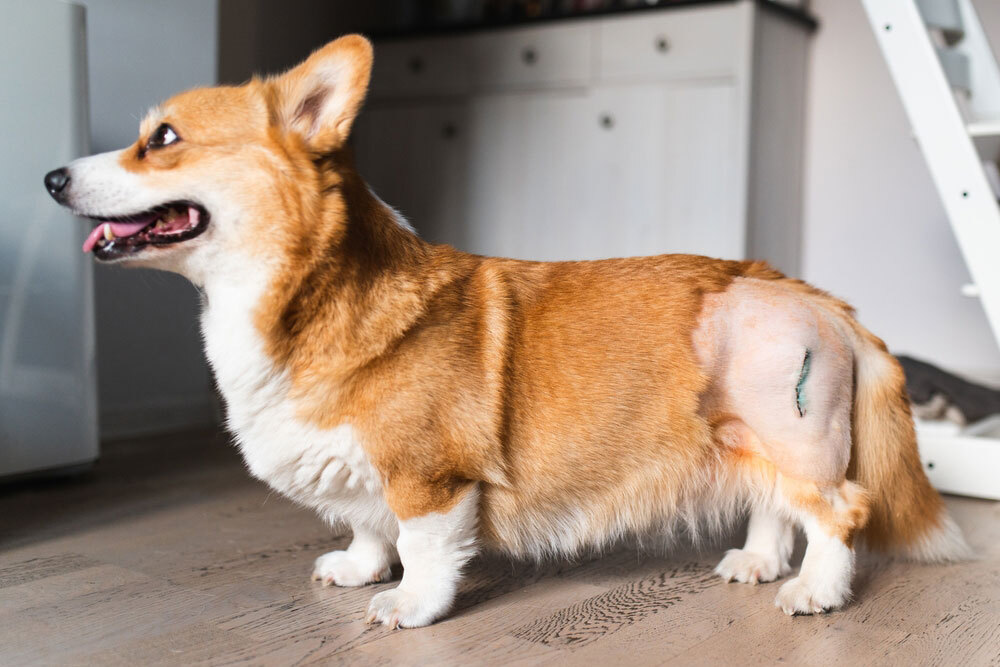 Dog with osteoarthritis receiving veterinary treatment and joint pain management care